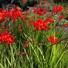 Load image into Gallery viewer, The Hot Collection