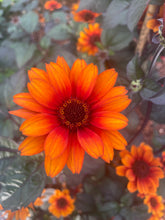 Load image into Gallery viewer, The Hot Collection