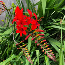 Load image into Gallery viewer, The Hot Collection