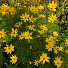 Load image into Gallery viewer, The Hot Collection