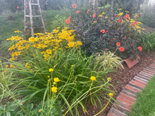 Load image into Gallery viewer, The Hot Collection