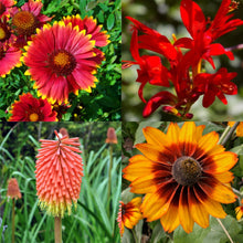 Load image into Gallery viewer, The Hot Collection