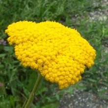 Load image into Gallery viewer, The Cut Flower Collection