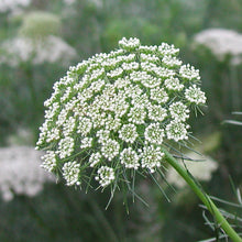 Load image into Gallery viewer, The Cut Flower Collection