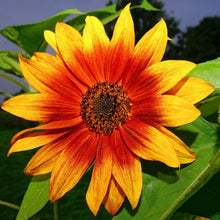 Load image into Gallery viewer, The Cut Flower Collection