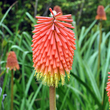 Load image into Gallery viewer, The Cut Flower Collection