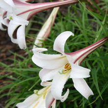 Load image into Gallery viewer, The Cut Flower Collection