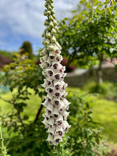 Ever popular show stopper Digitalis Pam’s Choice XXL this year.