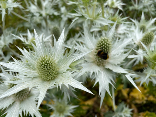 Eryngium giganteum Silver Ghost AGM
