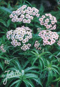 Achillea sibirica Love Parade