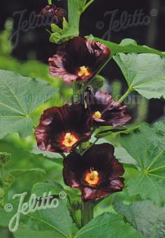 Alcea rosea Blacknight