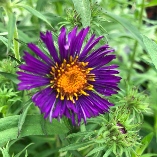 Symphyotrichum novae-angliae Violetta