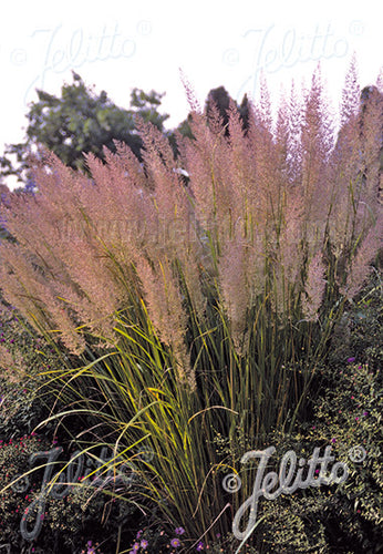 Calamagrostis brachytricha AGM