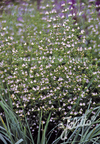 Calamintha nepeta Blue Cloud