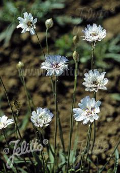 Catananche caerulea Alba