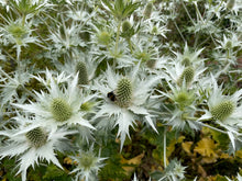 Load image into Gallery viewer, Eryngium giganteum Silver Ghost AGM
