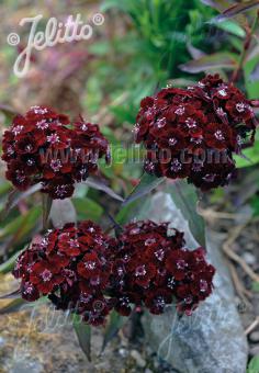 Dianthus barbatus Sooty