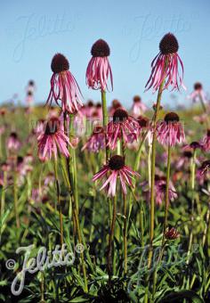 Echinacea pallida