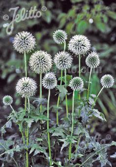 Echinops Star Frost