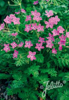 Erodium manescavii