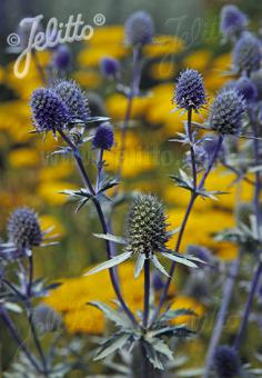 Eryngium planum Blaukappe (Blue Cap)