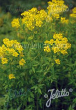 Load image into Gallery viewer, Euphorbia palustris
