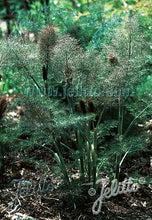 Load image into Gallery viewer, Foeniculum vulgare Purpureum

