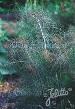 Load image into Gallery viewer, Foeniculum vulgare Purpureum
