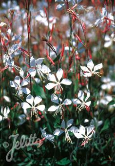 Gaura lindheimeri ‘The Bride’
