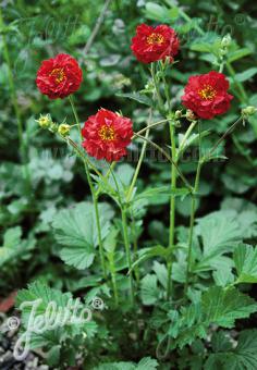 Geum Mrs Bradshaw
