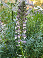 Load image into Gallery viewer, Acanthus spinous
