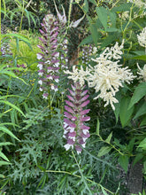 Load image into Gallery viewer, Acanthus spinous
