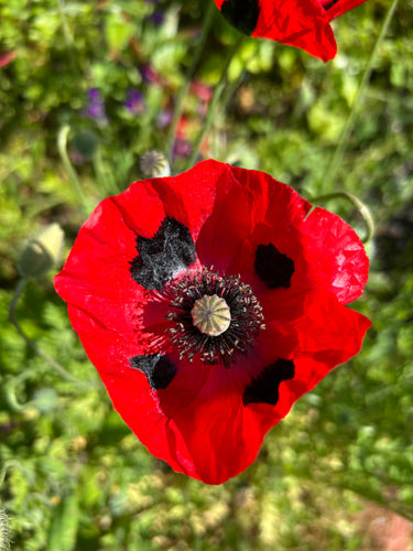 Papaver Ladybird