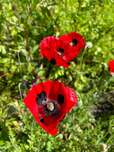 Load image into Gallery viewer, Papaver Ladybird
