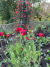 Load image into Gallery viewer, Papaver Ladybird
