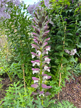 Load image into Gallery viewer, Acanthus mollis  AGM
