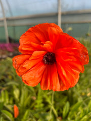 Papaver May Queen