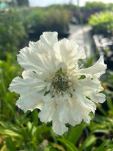 Load image into Gallery viewer, Scabiosa causcasica &#39;Fama White&#39;
