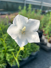 Load image into Gallery viewer, Campanula persicifolia Grandiflora Alba
