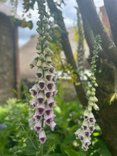 Load image into Gallery viewer, Digitalis Pam&#39;s Choice AGM

