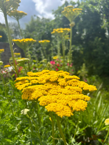 Achillea filipendulina Cloth of Gold  AGM