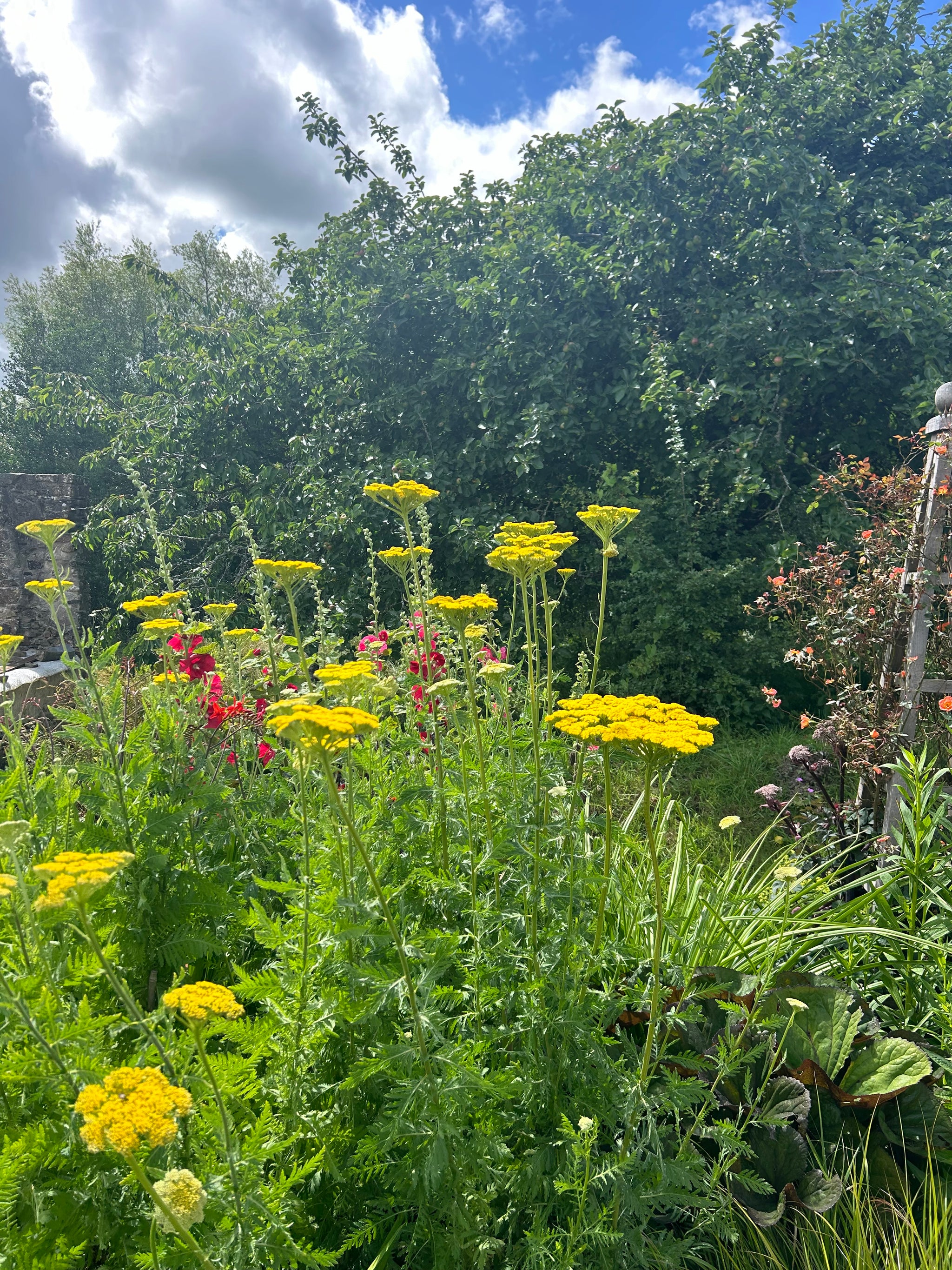 cloth of gold plant Achillea filipendulina Cloth of Gold AGM
