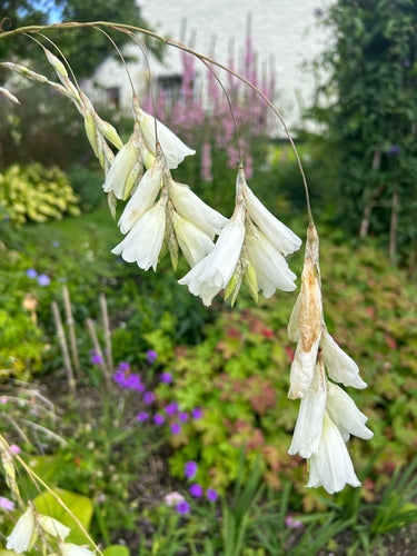 Dierama pulcherrimum Album