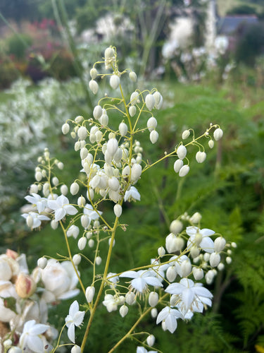 Thalictrum delavayi album