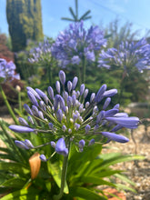 Load image into Gallery viewer, Agapanthus Queen Anne
