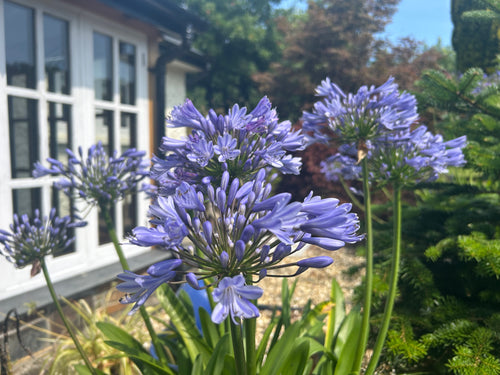 Agapanthus Queen Anne
