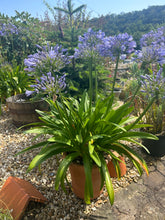 Load image into Gallery viewer, Agapanthus Queen Anne
