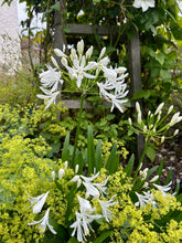 Load image into Gallery viewer, Agapanthus umbellatus White Umbrella
