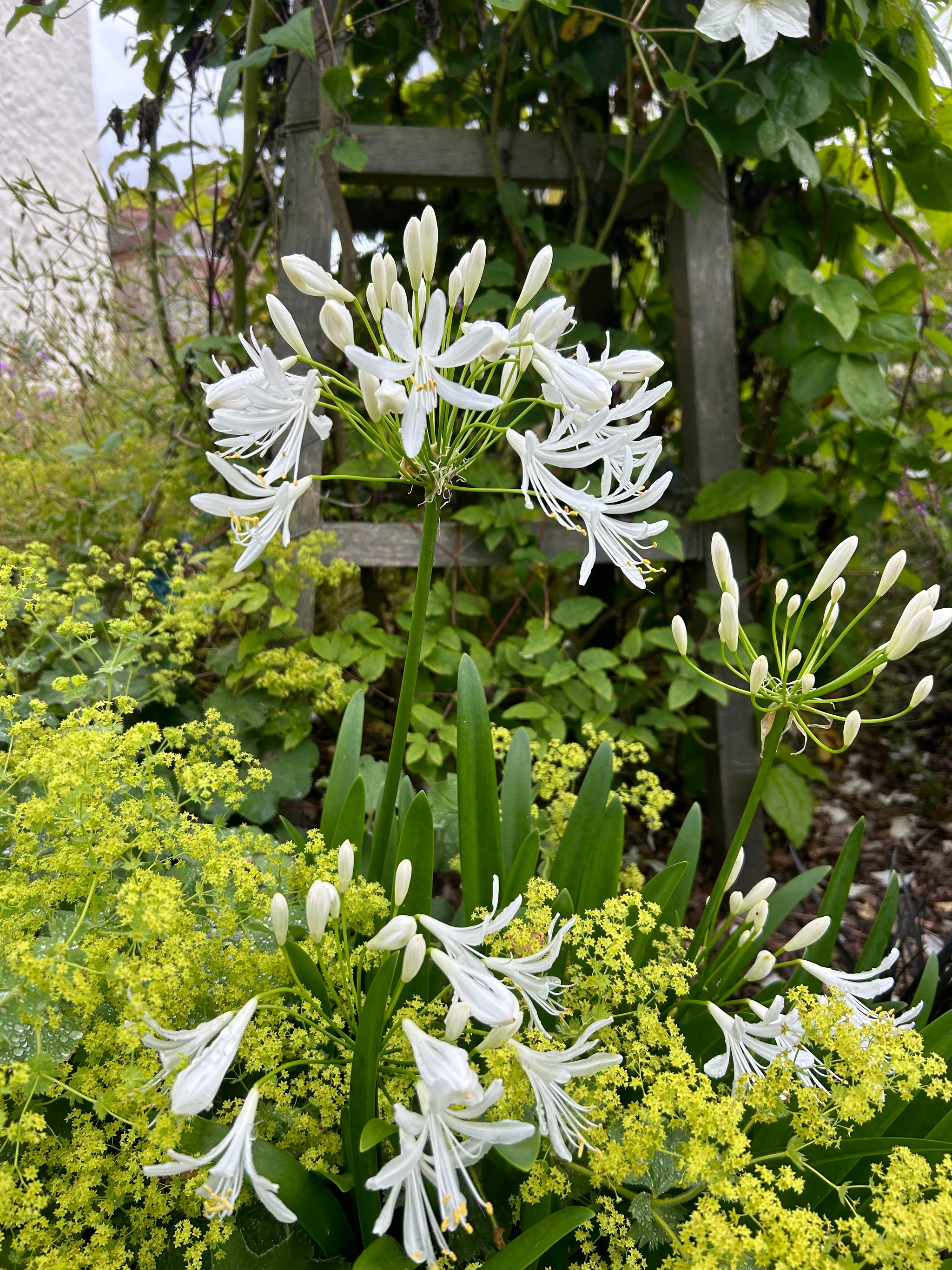 Pianta Di Agapanthus (Agapanthus Umbellatus Albus) - Giglio Del Nilo A Fiori Bianchi, Pianta Perenne Rizomatosa