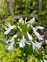 Load image into Gallery viewer, Agapanthus umbellatus White Umbrella
